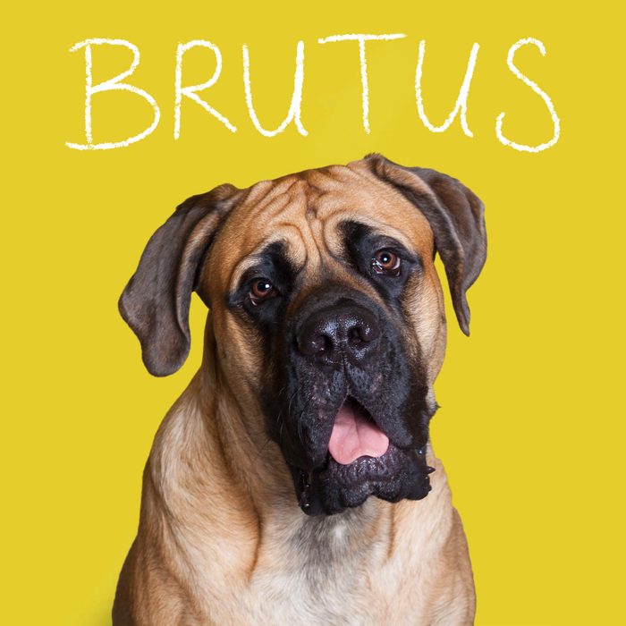 Funny Dog Names 6 Big Gettyimages 462254619