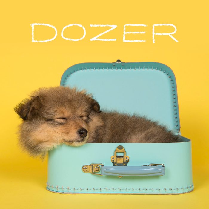 Funny Dog Names 9 Personality Gettyimages 1287164425