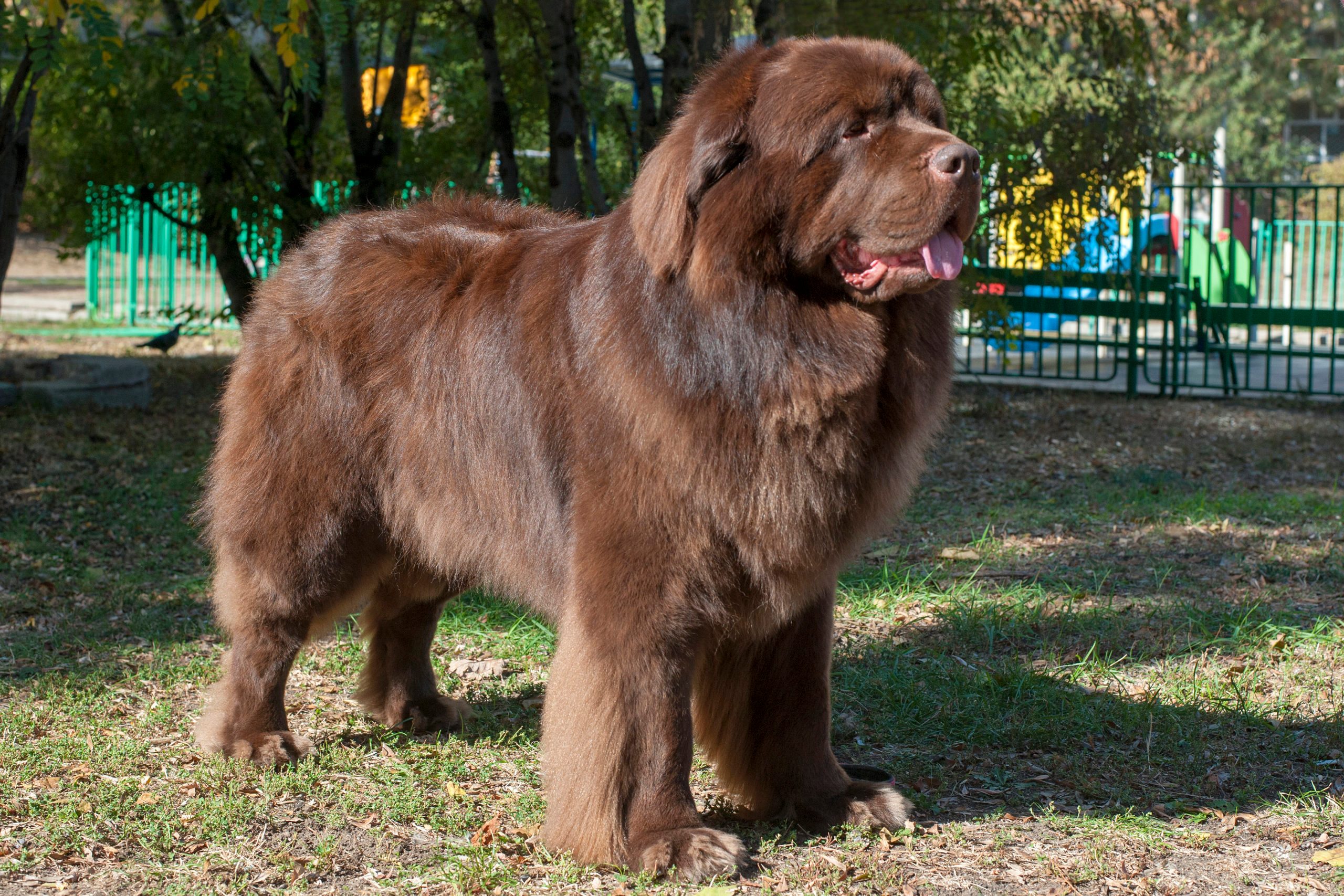 Brown Newfoundland dog in the park