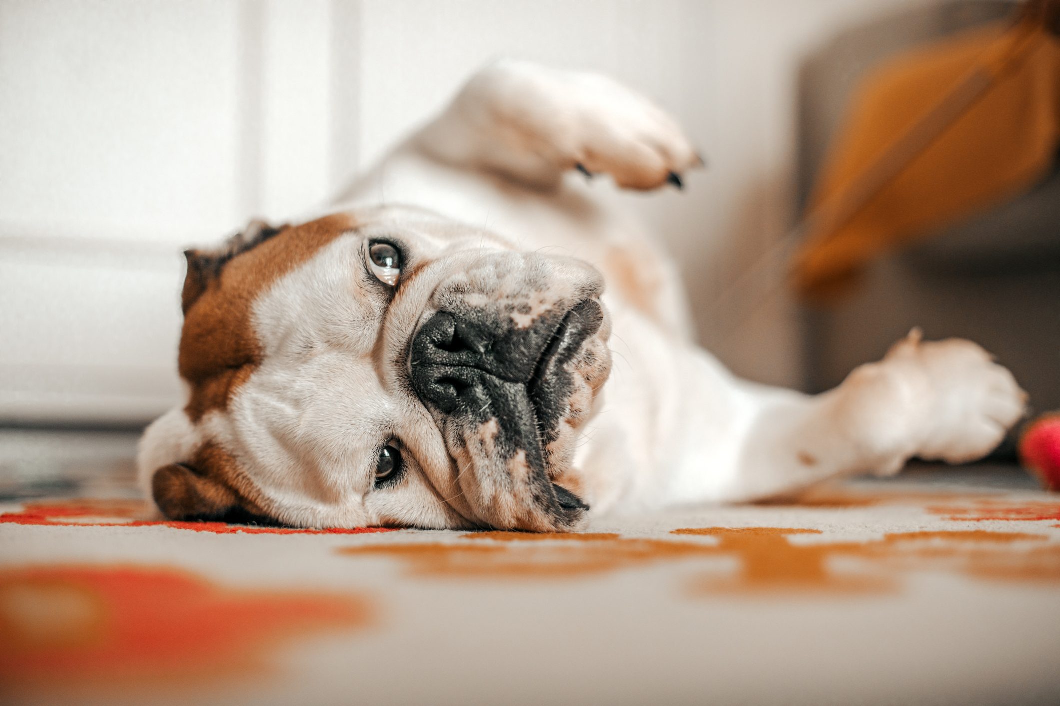 sleeping dog on carpet