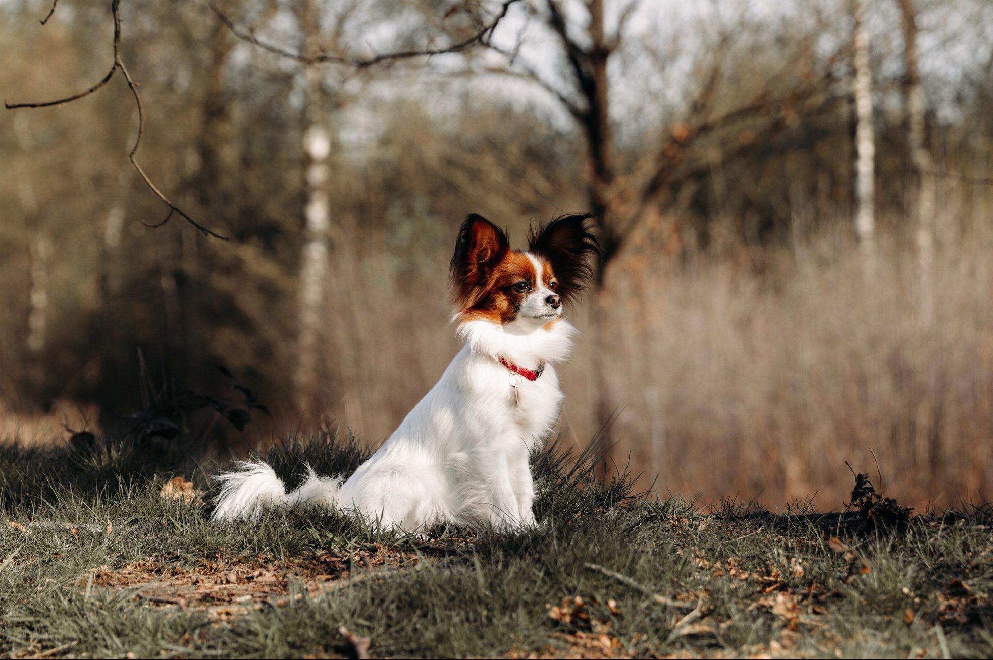 Portrait Of A papillon dog outside