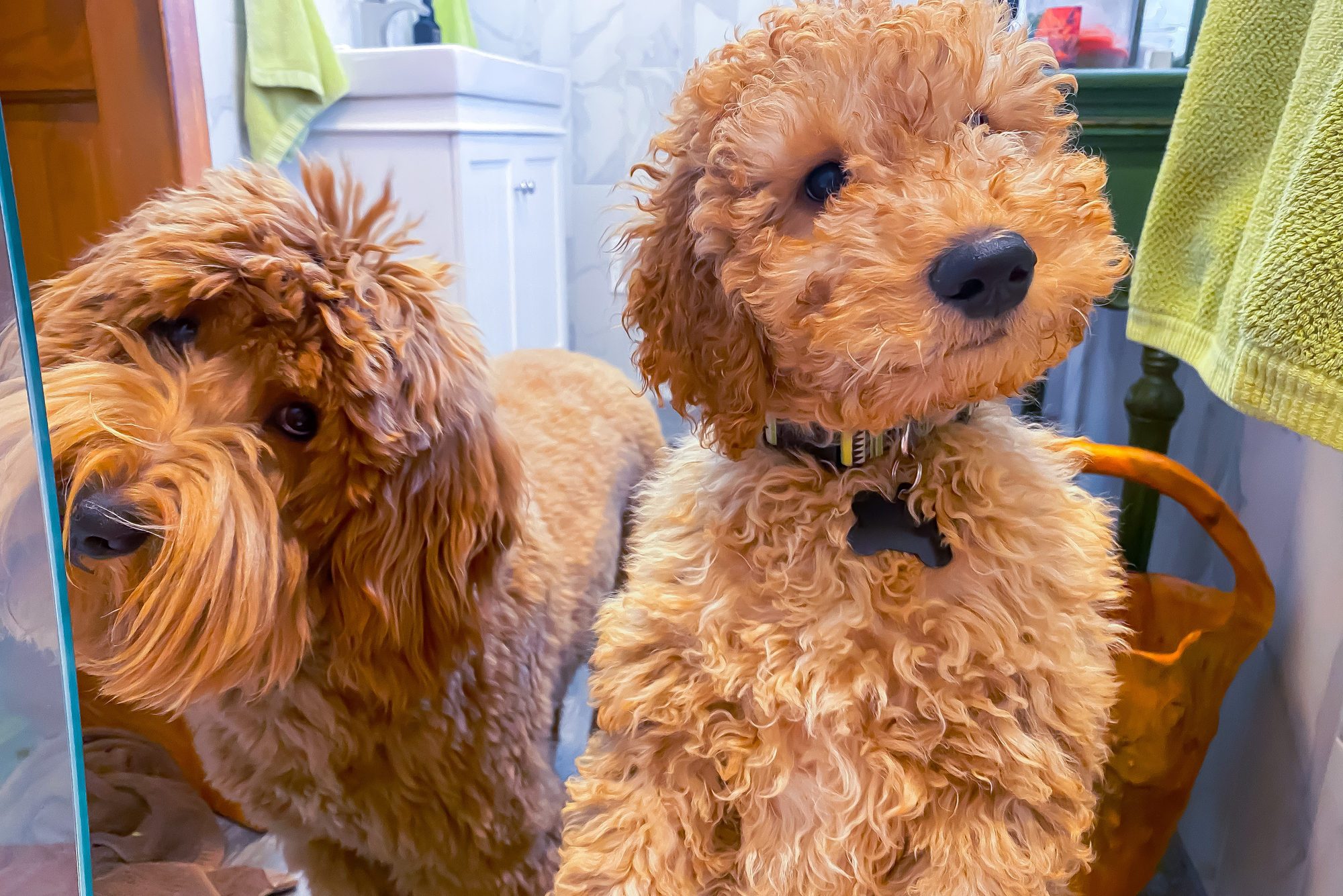 Goldendoodle Bath Time