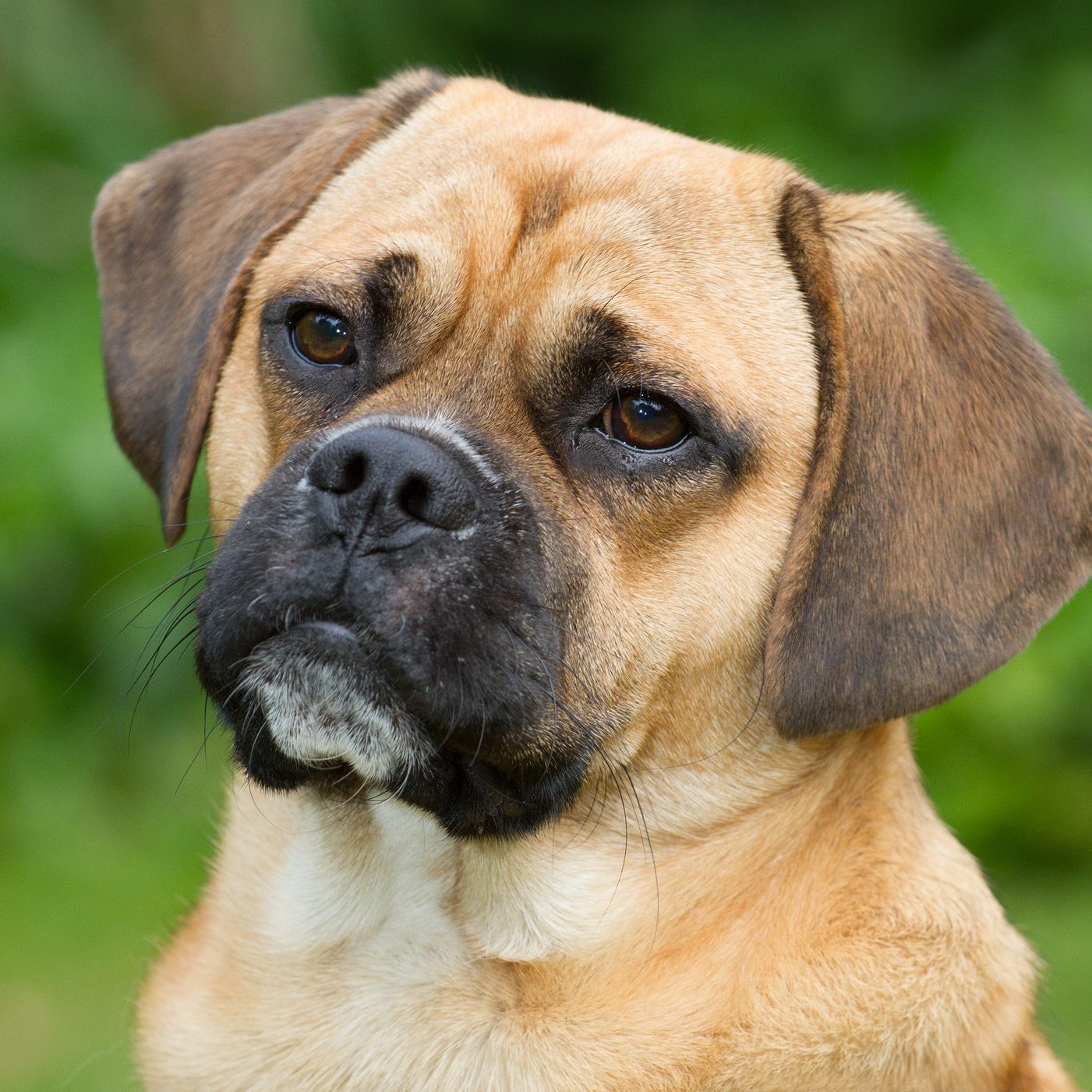 Puggle Portrait