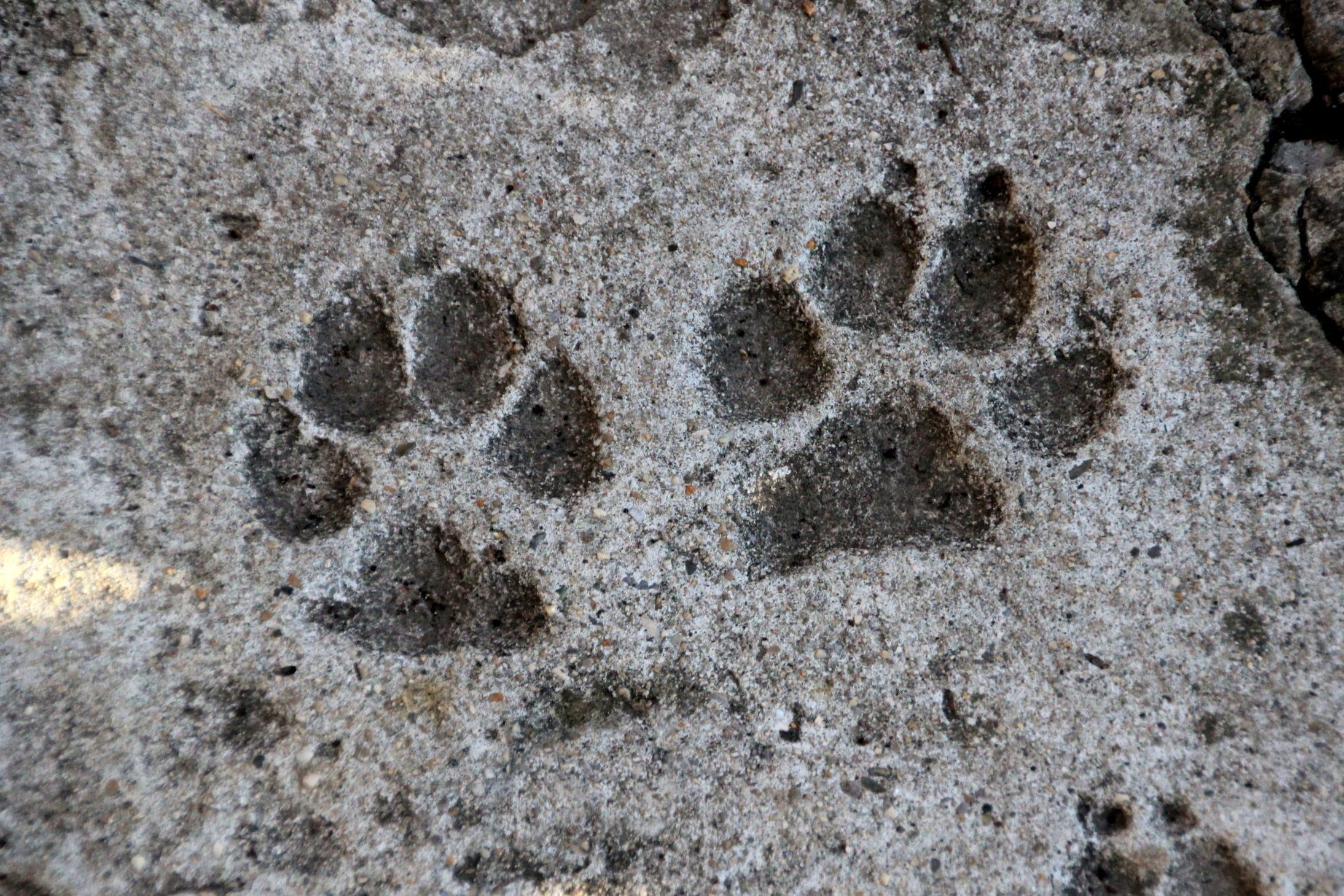 dog paw print