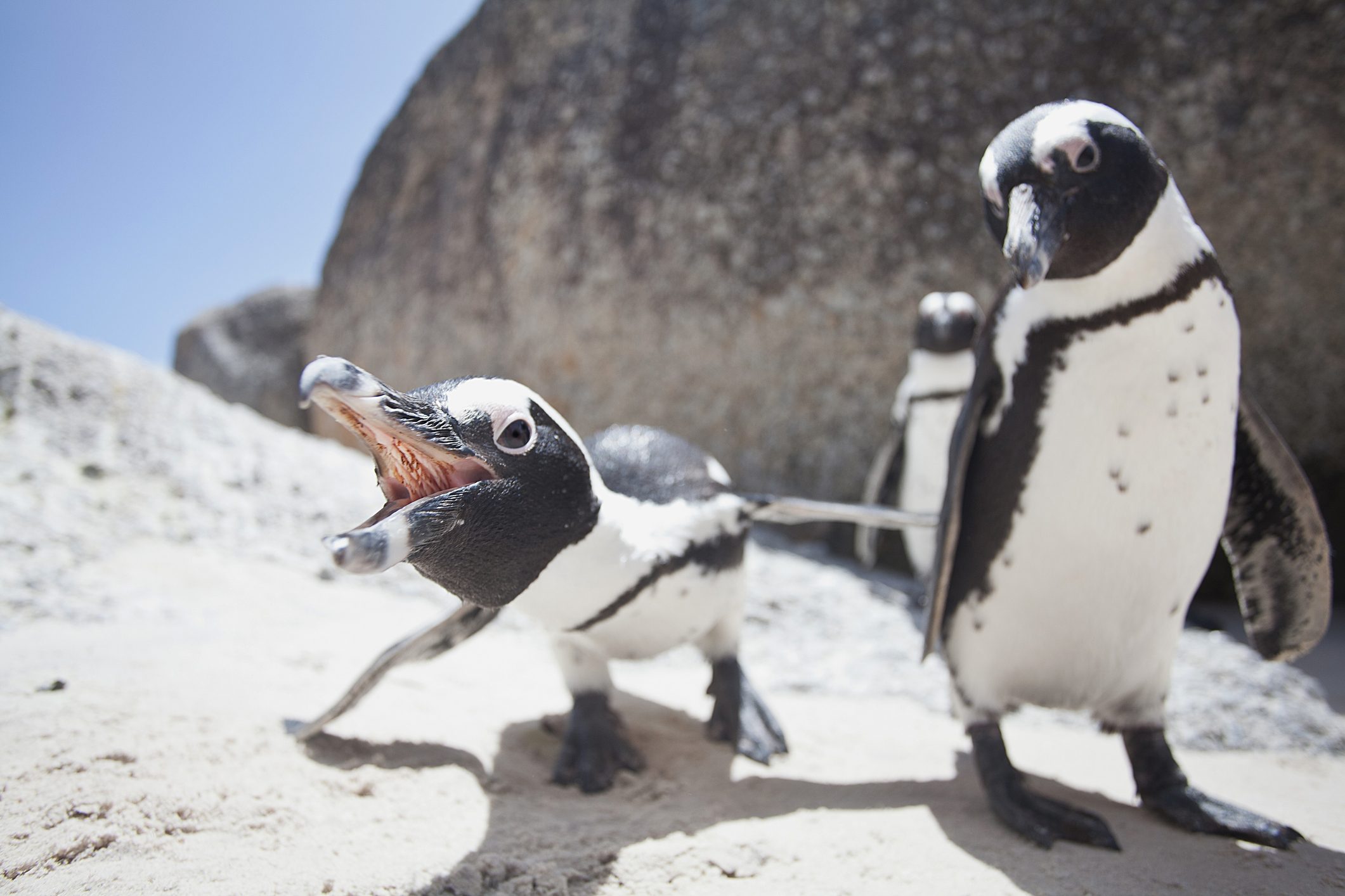 African penguins, South Africa