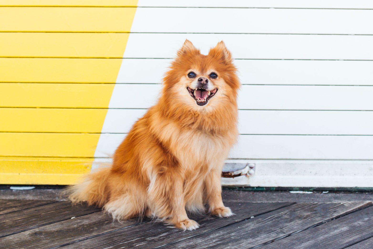 Pomeranian Looking At Camera
