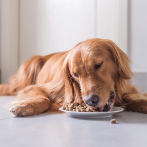 Golden Retriever, lay on the floor to eat dog food