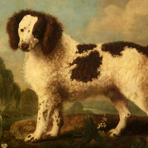 Regal Norfolk Spaniel painting