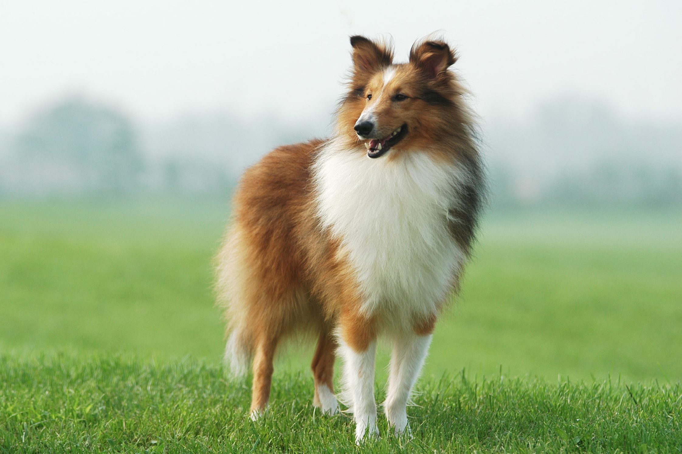 border collie standing in grass