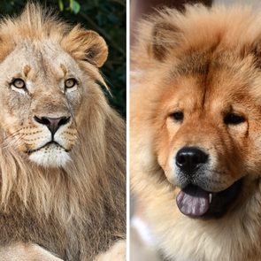 Fluffy dog compared to a lion side by side