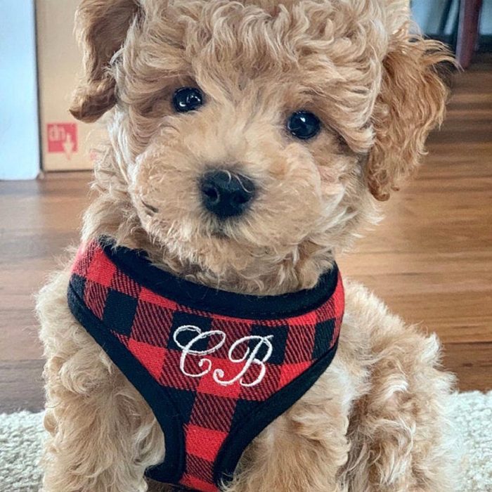 Sassydogfashions Plaid Padded Dog Harness