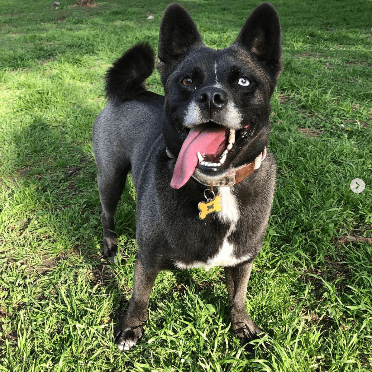 Pugsky / Hug (Husky Pug mix)