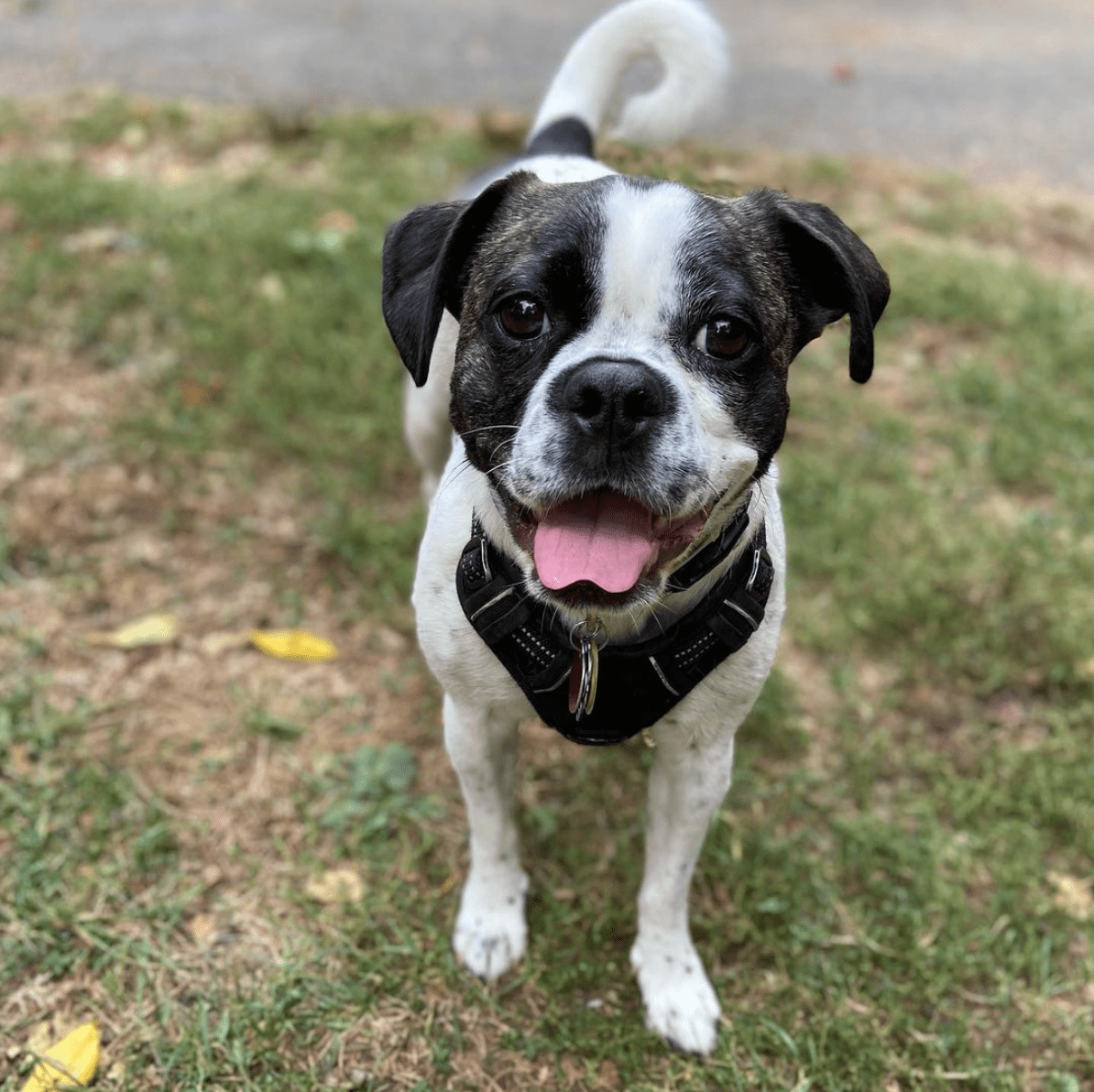 Bugg / Boston Pug (Boston Terrier Pug mix)