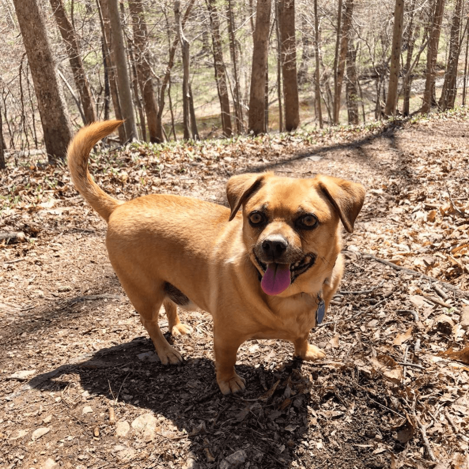 Daug / Pugshund (Dachshund Pug mix)