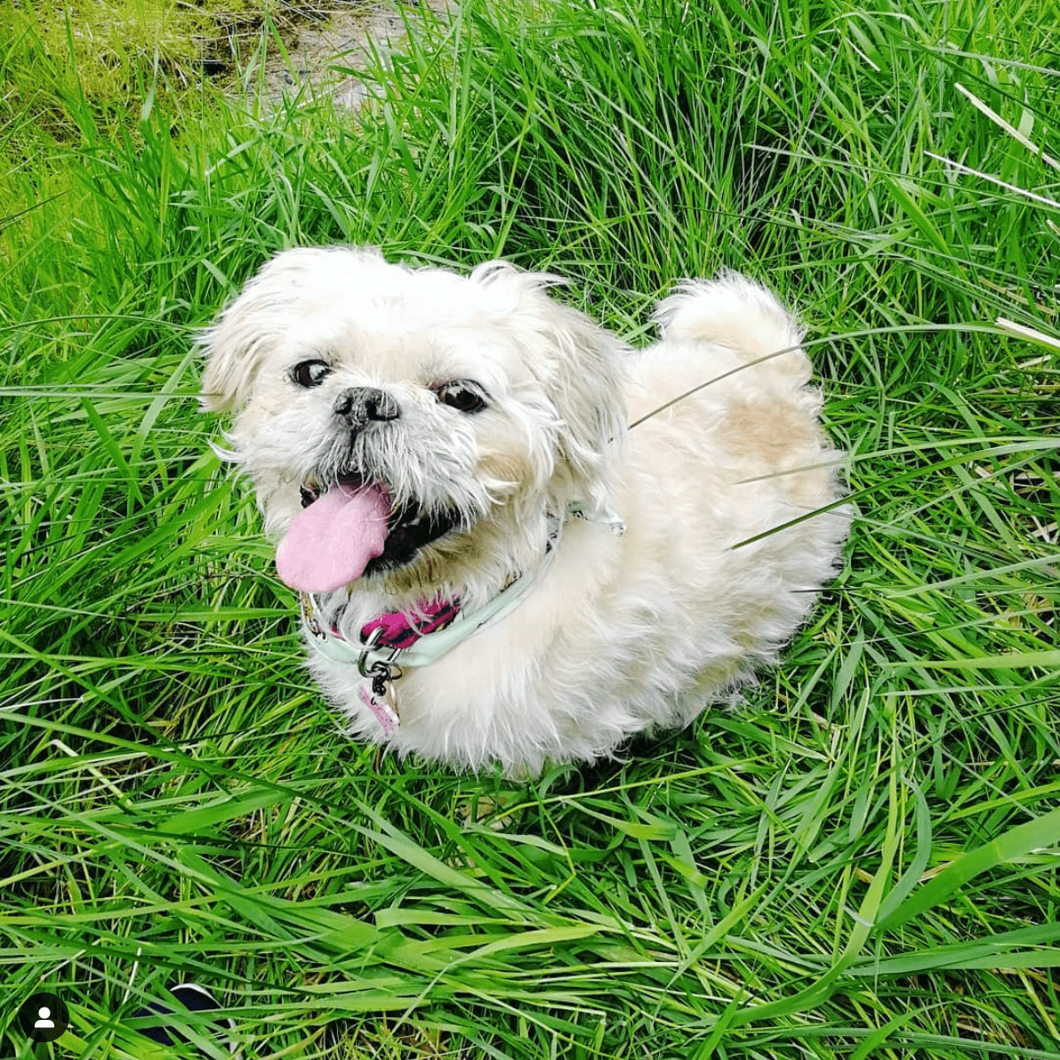 Pug Tzu (Shih Tzu Pug mix)