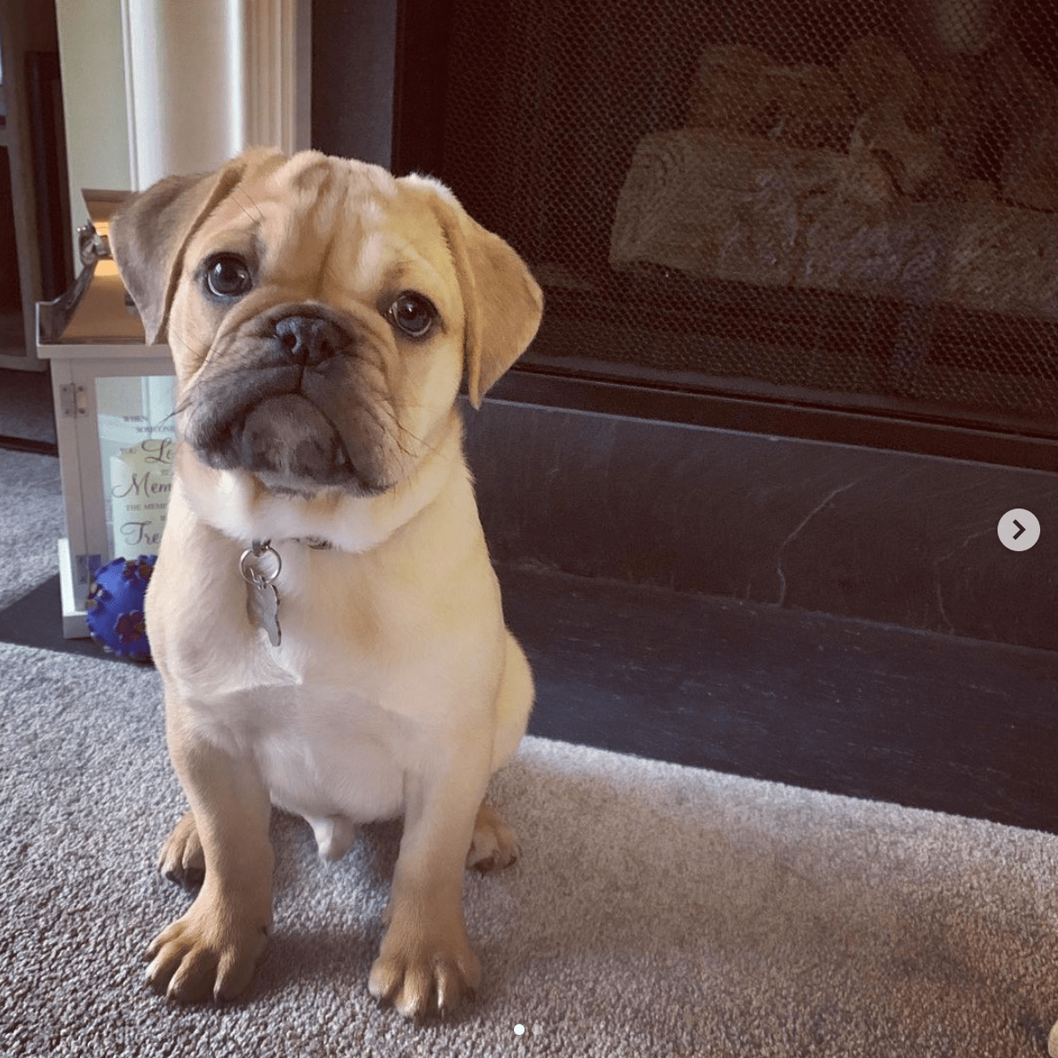 BullPug (English Bulldog Pug mix)