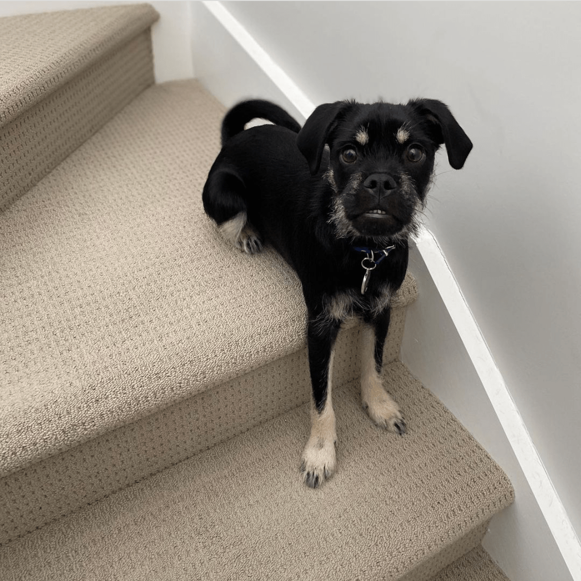 Schnug (Miniature Schnauzer Pug mix)