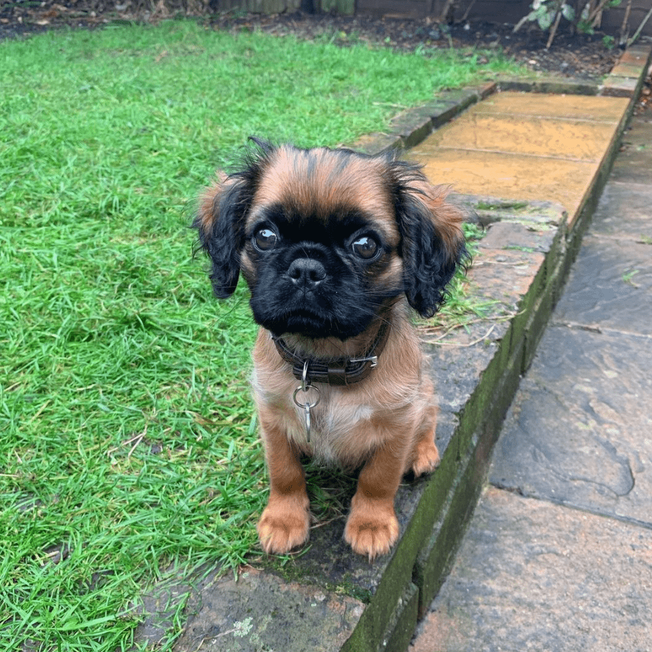 Pugalier (King Charles Cavalier Spaniel Pug mix)