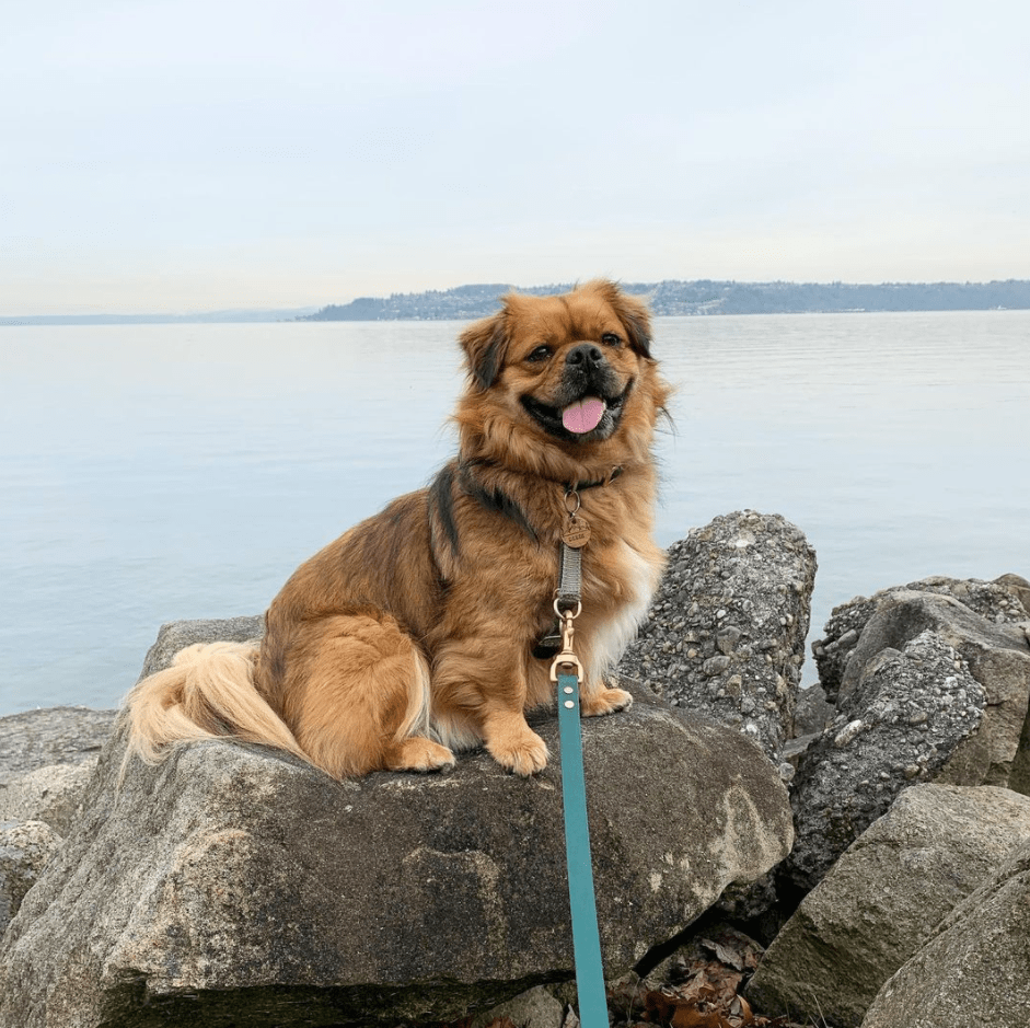 Puginese (Pekingese Pug mix)