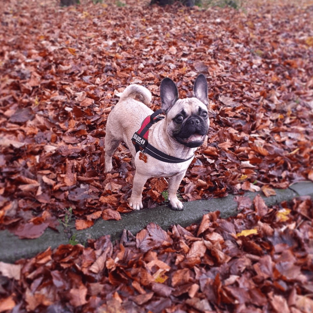 Frug / French Pug (French Bulldog Pug mix)