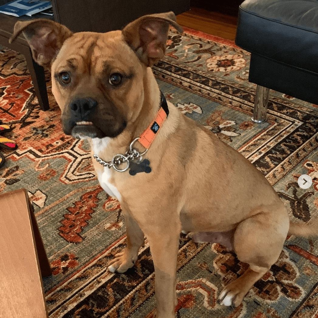 Poxer / Bug (Boxer Pug mix)