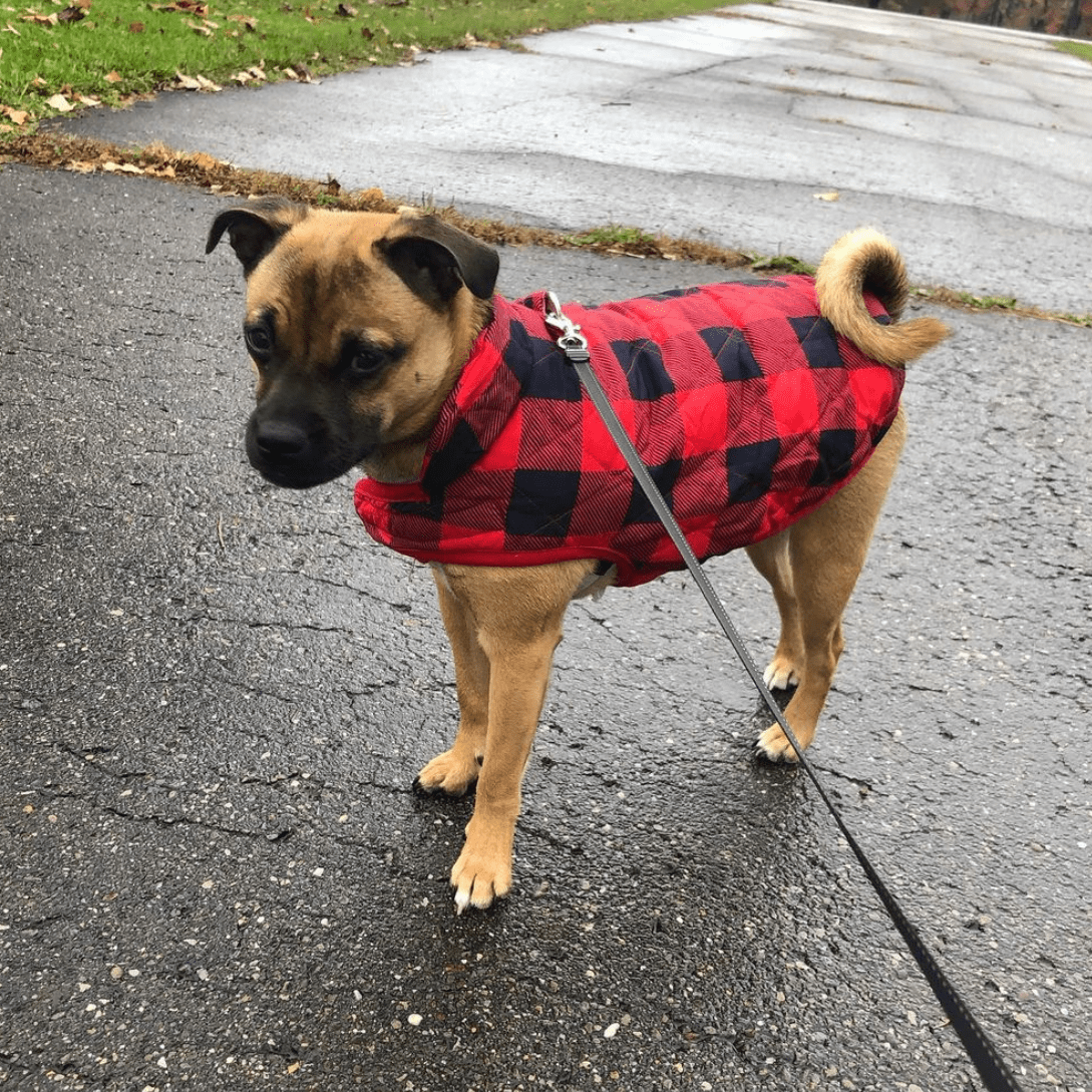 Jug (Jack Russell Pug mix)