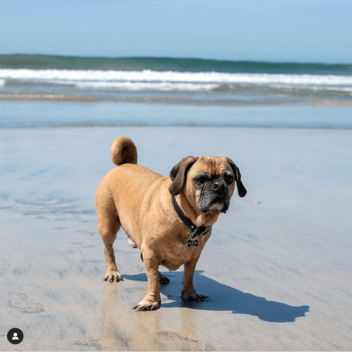 Bassugg (Basset Hound Pug mix)