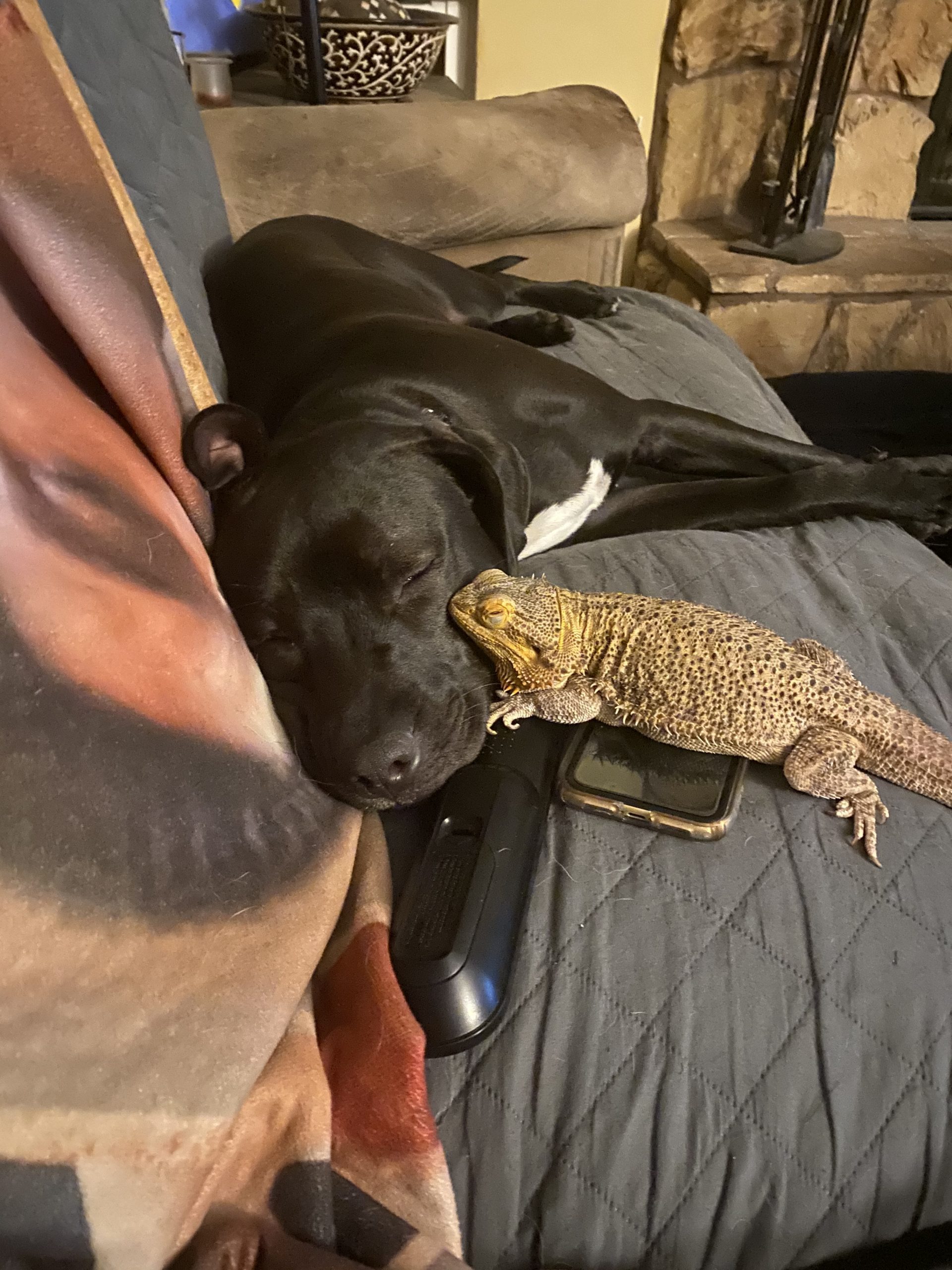 dog and cat friends