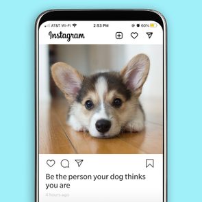 Image of dog resting on floor, captioned 
