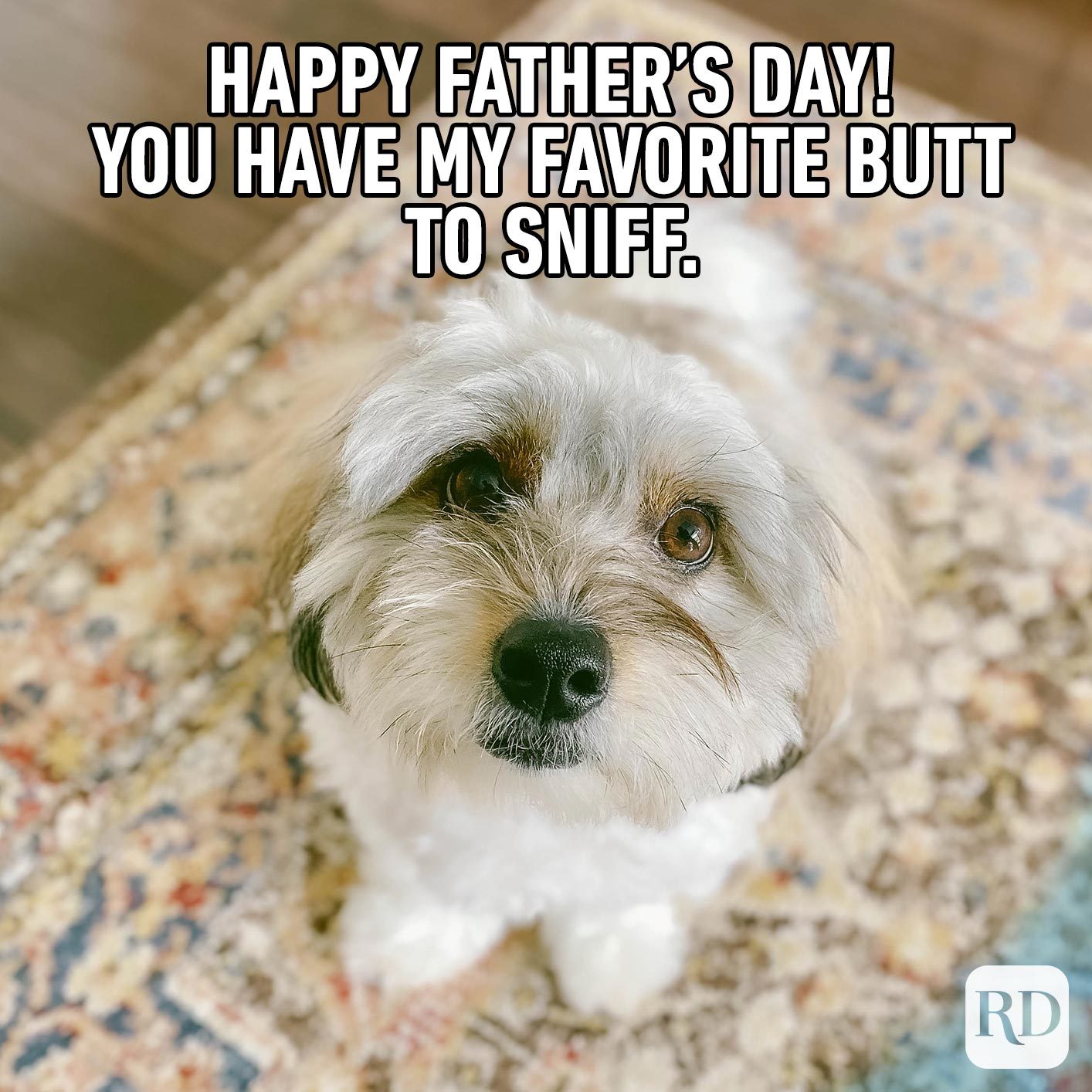 Scruffy dog. Meme text: Happy Father’s Day! You have my favorite butt to sniff.