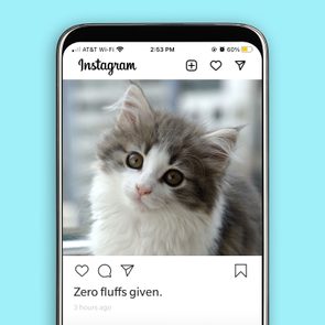 Instagram post of adorable fluffy cat with the caption 