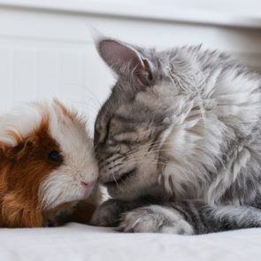 Maine coon cat touching noses with a guniea pig