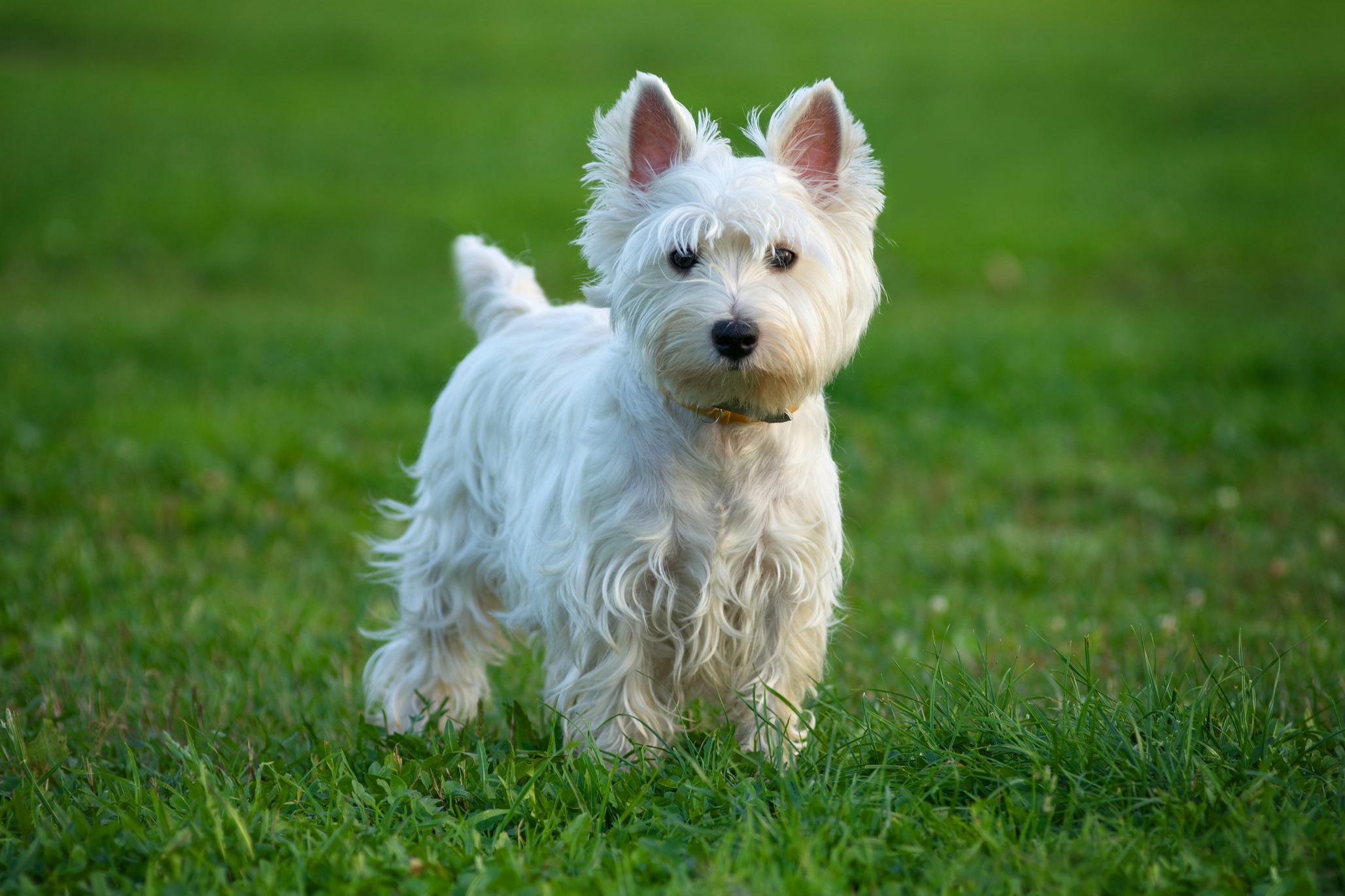 Westie