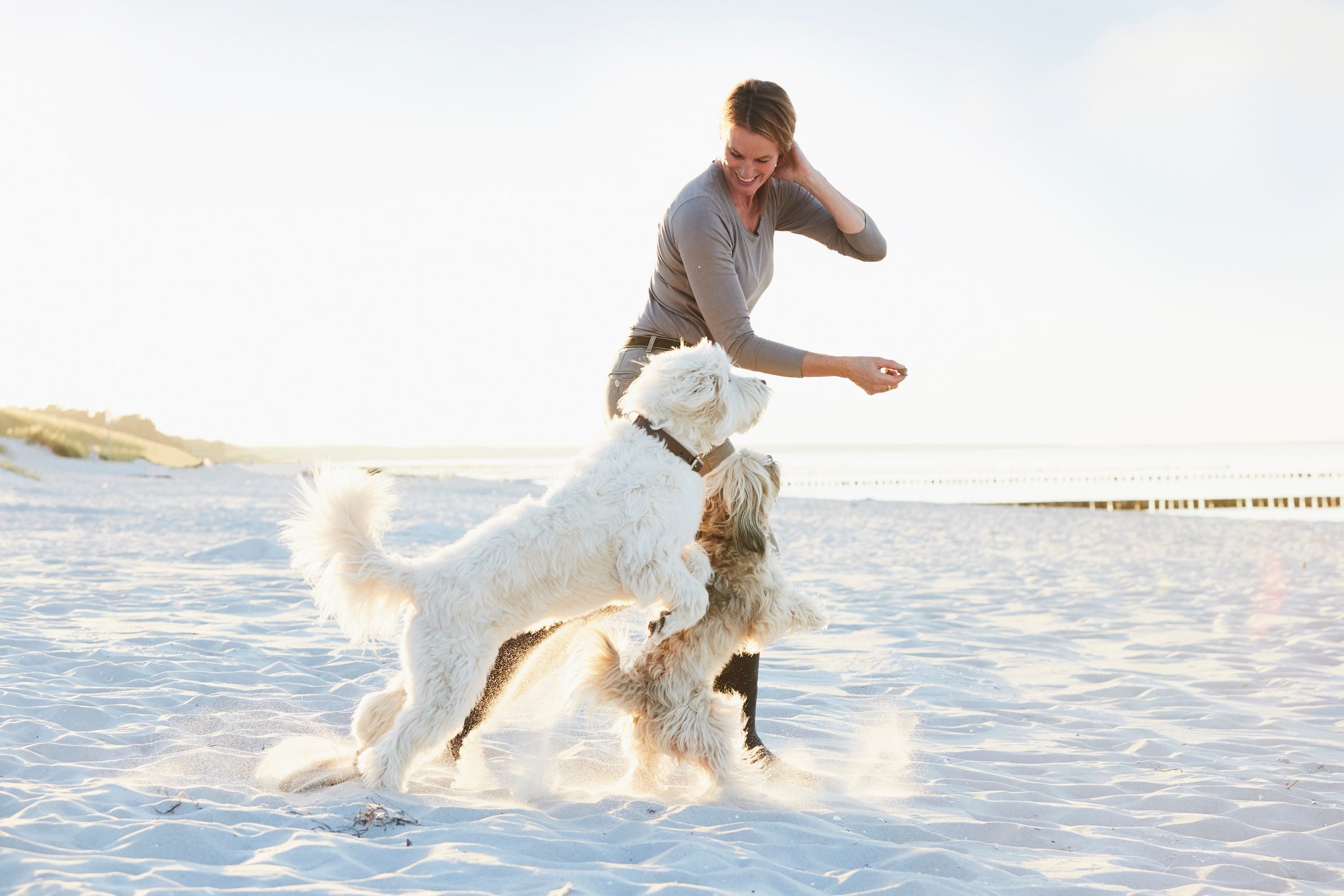 portrait of a mature happy woman playing with her dogs at the beach at sunset