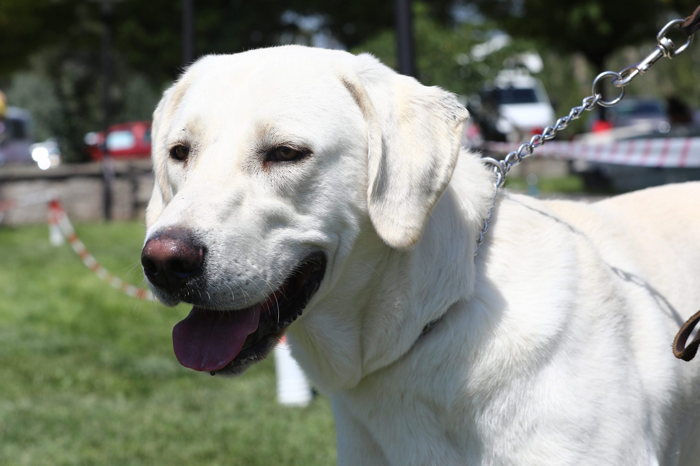 TURKEY-DOG-COMPETITION