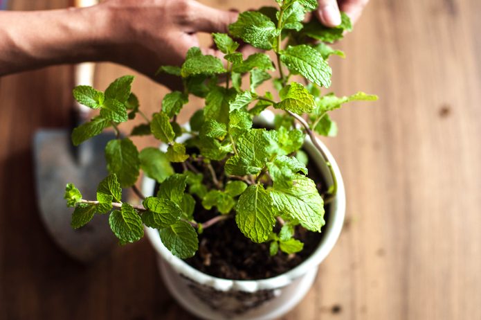 A close up view of a young person picking up mint leaves