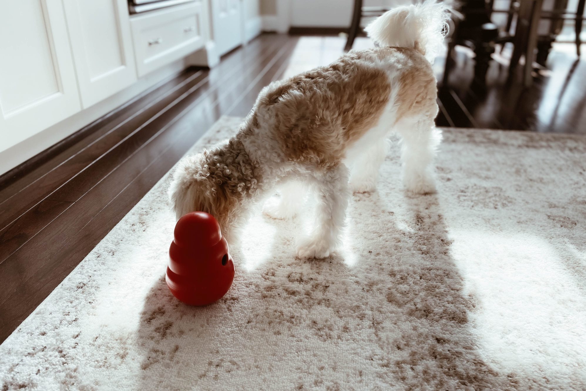 Dog Searches for Treats Dispensed from Toy