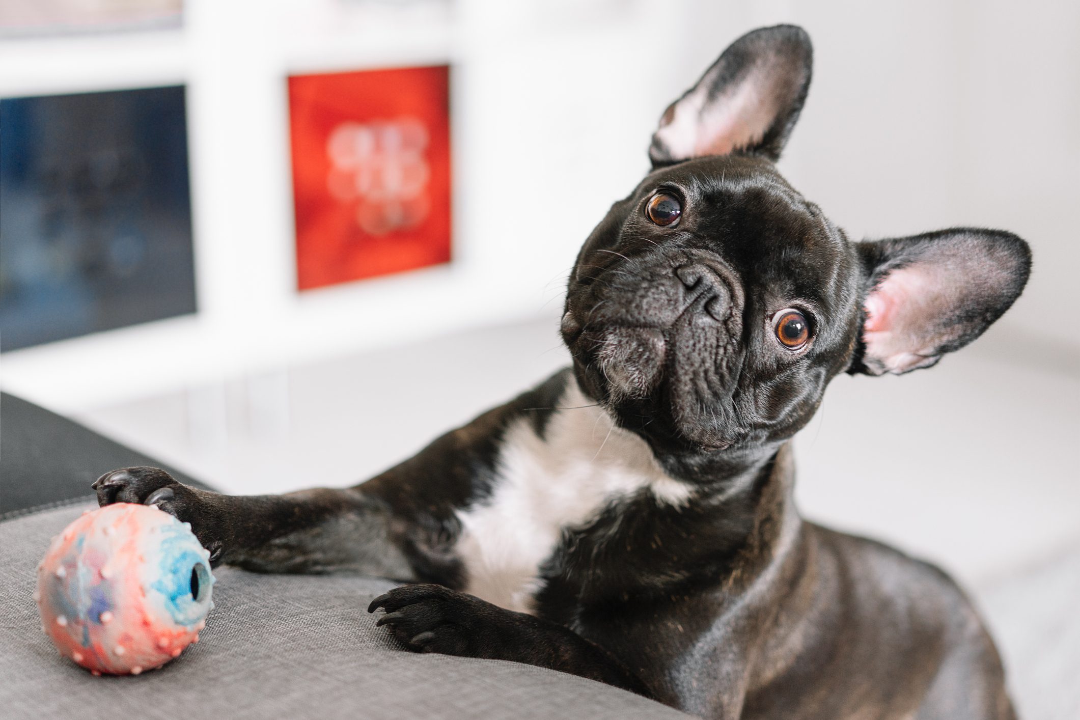 Close-Up Of A French Bulldog At Home