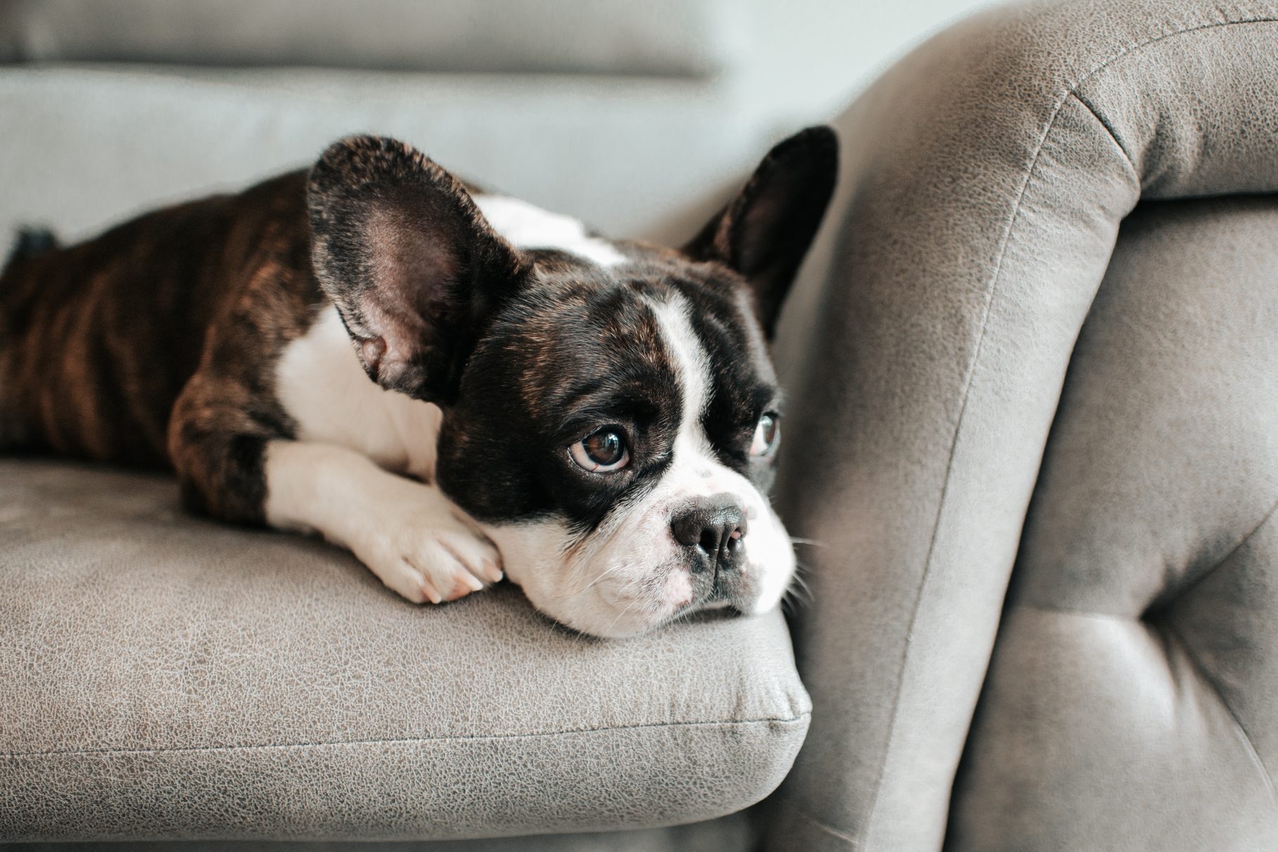 a bored french bulldog lying down and resting on sofa looking outside