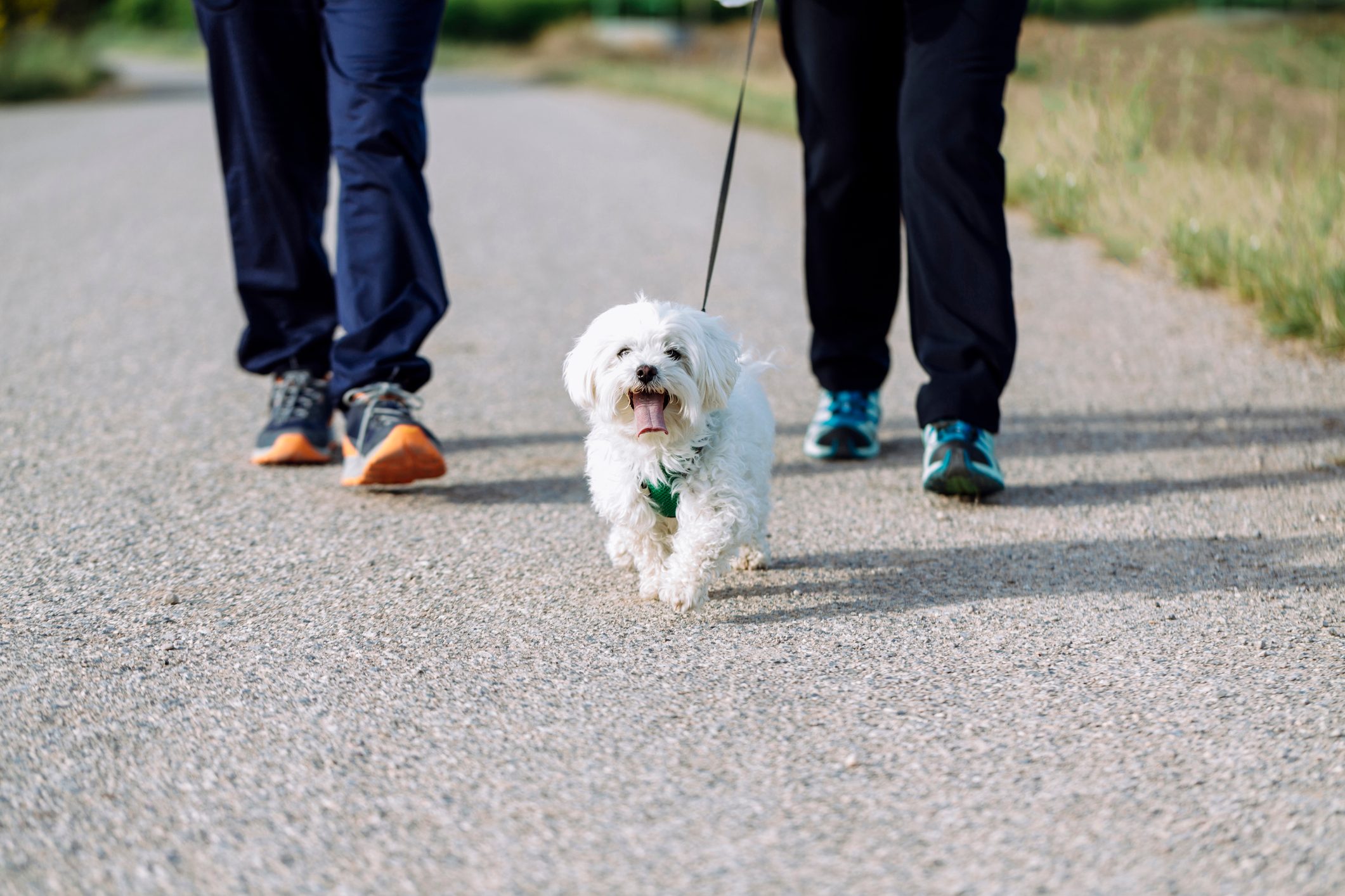 Crop view of senior couple going walkies with the dog