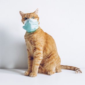 Cat wearing medical mask on white background because of coronavirus or air pollution or virus epidemic. Covid for pets. Place for text stock photo