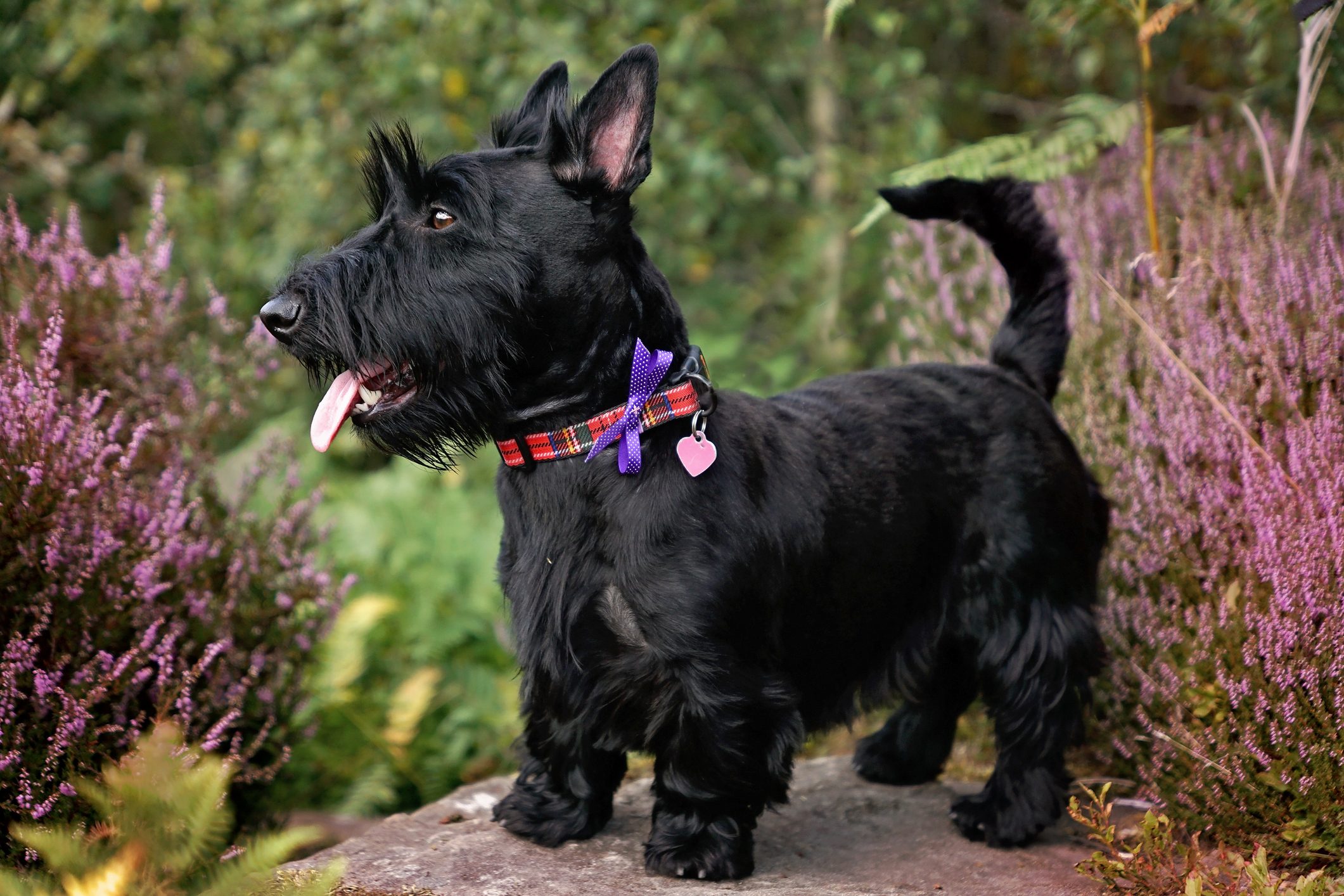 Scottish Terrier Dog