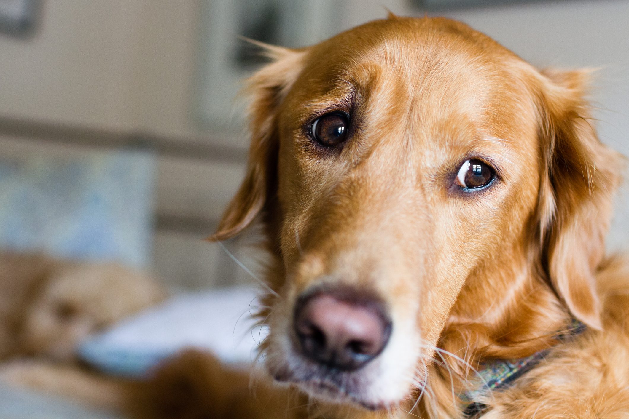 Worried looking Golden