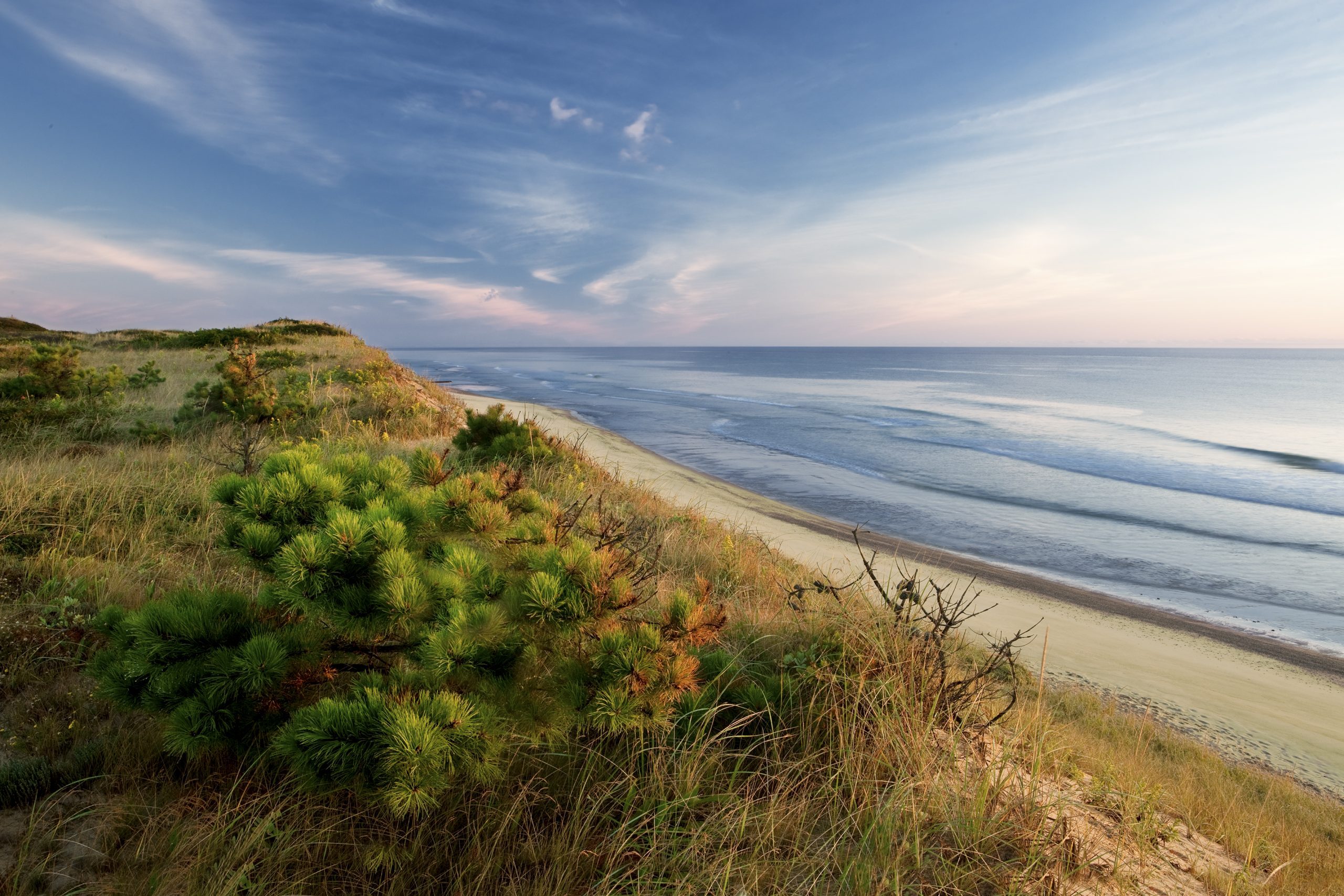 Dune's edge, pitch pine, Marconi beach, wellfleet, Cape Cod national seashore.