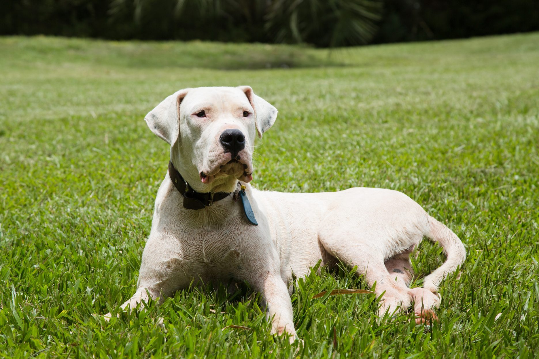 Dogo Argentino Dog.