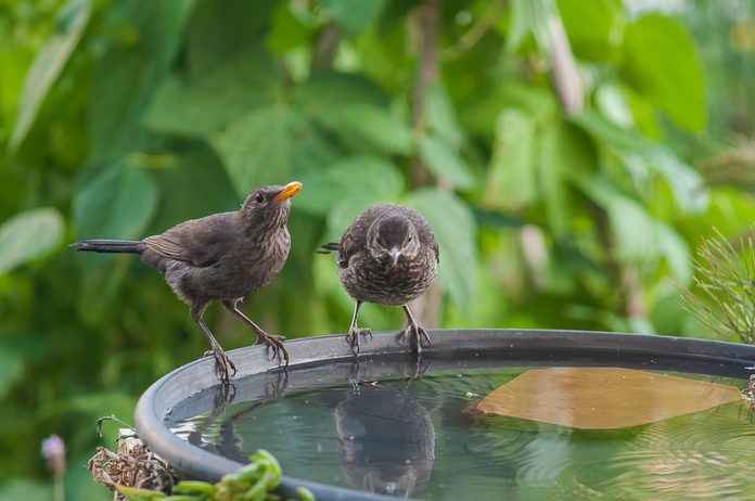 Bird Perching On Railing