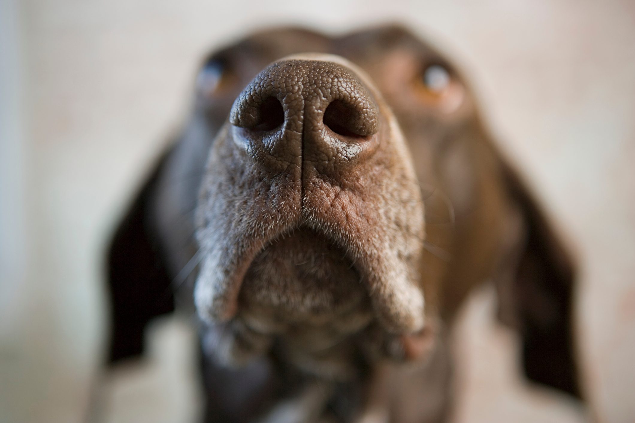 Nose of a pointer