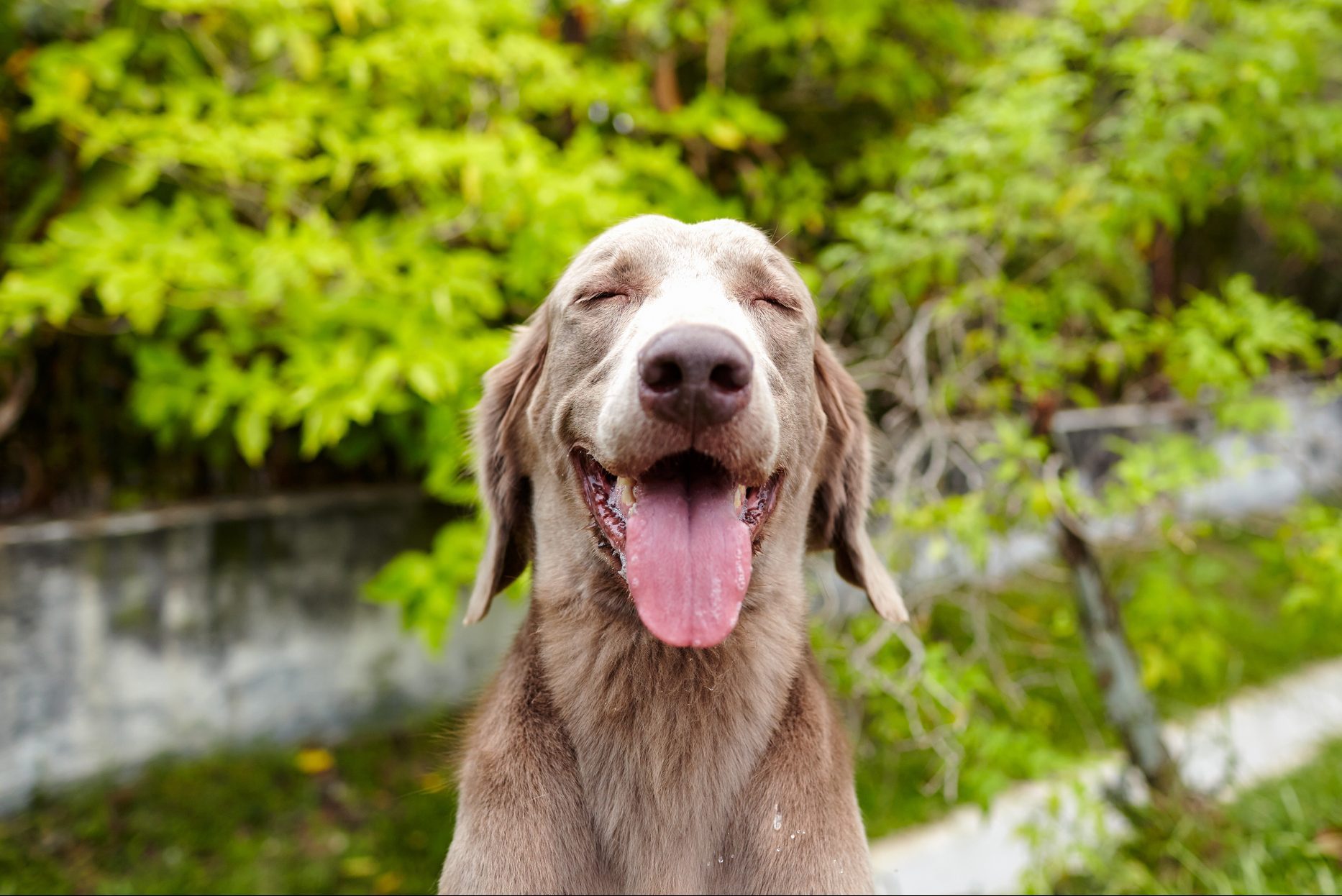 Close-Up Of Dog