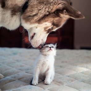 A husky smelling a kitten.