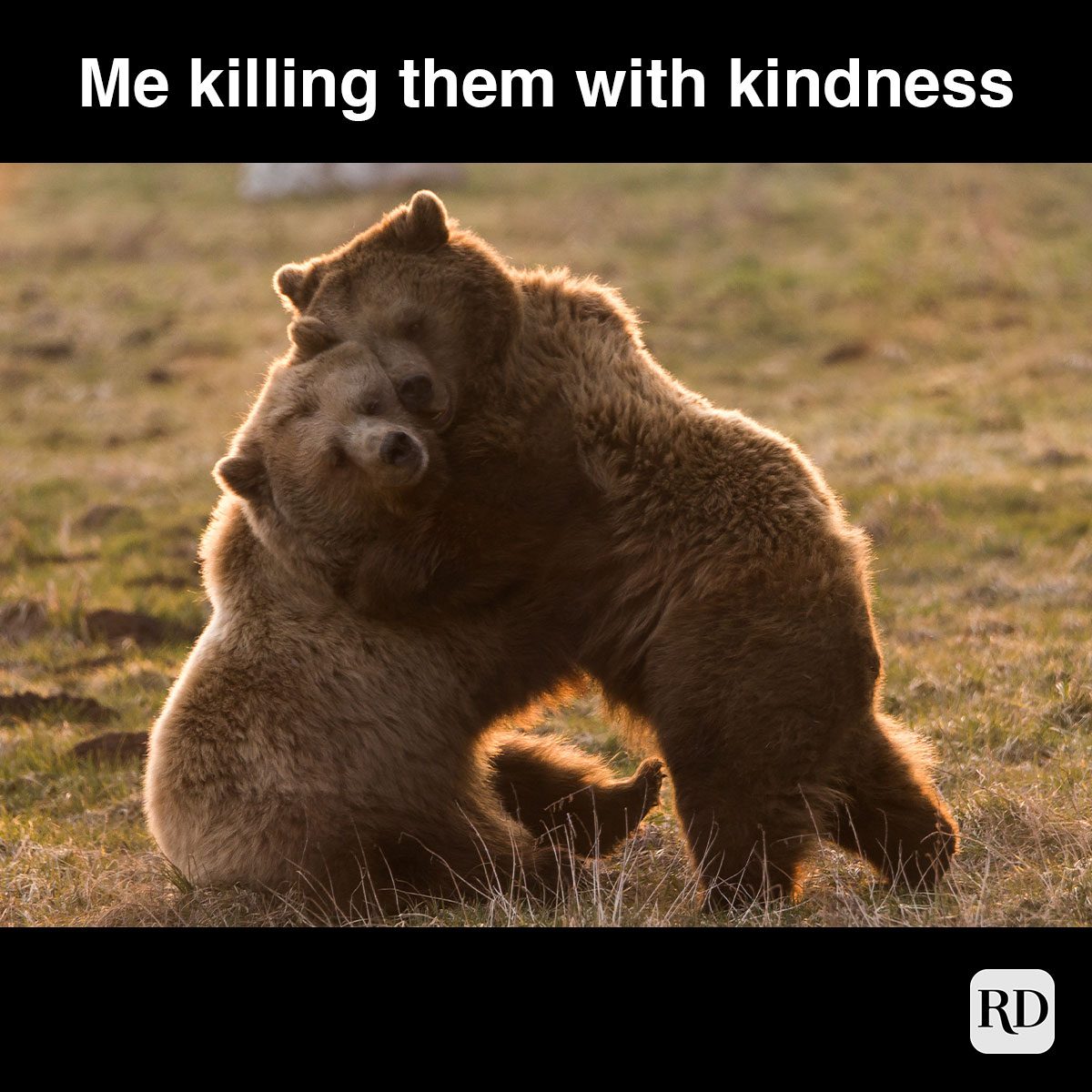 two bear cubs playing